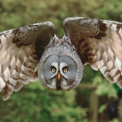 CarolineChappe8's profile picture. Medical  law and ethics. 🇺🇦🇬🇧🦋🕷️🐱🌤️