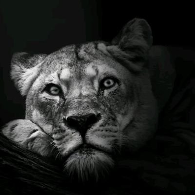 KURD1261407's profile picture. ha