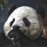 BaoLiPanda's profile picture. DC resident. Tree aficionado. Not affiliated w/ any zoo or base. Profile picture by Cyndy Taylor.