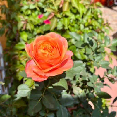 lib64943's profile picture. 