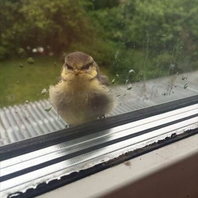 Samyasaurus_'s profile picture. Doctor | Bibliophile