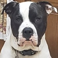 Will Ryan (@willrya03476979) 's Twitter Profile