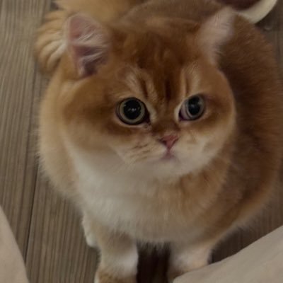 LIUYU47929443's profile picture.