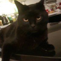 🐒PachaVie🐈⬛ (@shinigamil_) 's Twitter Profile Photo 🐒PachaVie🐈⬛ (@shinigamil_) 's Twitter Profile Photo