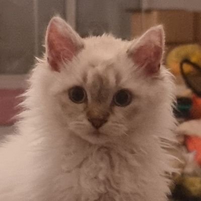 J'adore les chats.

https://t.co/cixyINHZLM