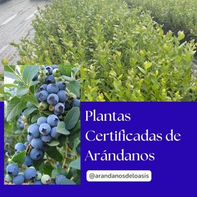 Venezolana, residente de Bogota.
@arandanoseloasis
Plantas Certificadas de Arándanos 🌱
Asesorías y Consultorías 🌱🫐