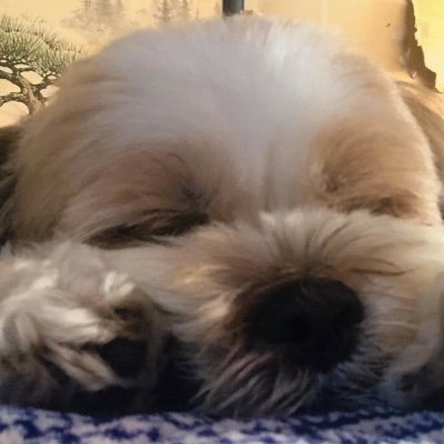 シーズー🐶🐶10代息子👨‍🦱👦髙橋藍選手🏐大宅真樹選手💓ゴルフ⛳️旅行✈️お酒とラーメン🏅💜超超だいすき🍺🎀東村アキコ先生🎀超年の差💓家族が生きがい🥹🤙昭和系モラ夫☠️もはや息子☠️諦めの境地🗽ガラスの仮面の結末妄想🌹
男だらけの生活😭
座右の銘🩵よそはよそ、うちはうち！