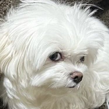 1boosadann's profile picture. oranges and boo