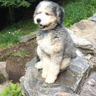 Canuck_Muskoka's profile picture. Sittin’ in the sun. Livin’ the dream. 🇺🇸🇨🇦