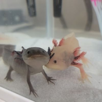 馬、猫、ウーパールーパーが好き(リューシ:るぽ♂お調子者のビビリ、ブラック:くろえ♀ マイペース)
それに限らずいろんな生物がこの世であたたかい愛情を感じて生きられますように
競馬は全人馬無事なら「勝ち」と解釈
馬の美しさに課金気分で細々とやっております
社会で生きることはそれだけで充分ハード、せめてXは平和で穏やかに
