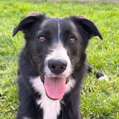 Katrina_351's profile picture. 💙Ford girl for life💙 cars, coffee & laughter, the three most important things in life 💜