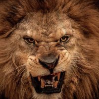 LaKaro (@ecarolina118) 's Twitter Profile