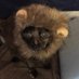 pixelpaws (@pixelpaws) Twitter profile photo pixelpaws (@pixelpaws) Twitter profile photo