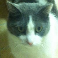 LouieCat๐๐๐ชฝAnnie4Ever!! (@jaclynlancey) 's Twitter Profile Photo LouieCat๐๐๐ชฝAnnie4Ever!! (@jaclynlancey) 's Twitter Profile Photo
