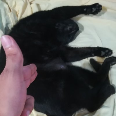 FabriceLeCuisto's profile picture. Chat doctorant, spécialiste des mathématiques appliquées à l'économie théorique et à l'exploration pétrolière