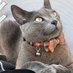 Lisa Leviten (@scorpiomonkeyll) Twitter profile photo Lisa Leviten (@scorpiomonkeyll) Twitter profile photo