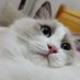 柴胡太太不吃菜 (@misschaihu) Twitter profile photo 柴胡太太不吃菜 (@misschaihu) Twitter profile photo