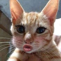 addien🦭 (@fxckxffgxrls) 's Twitter Profile