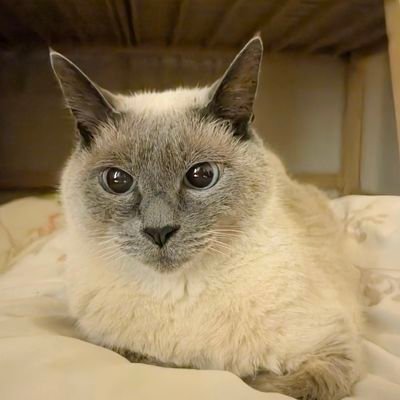 思ったことをポツリポツリ。
ネコ2ひき、息子1人、夫1人の3人と2ひき家族。
息子は重度よりの重度知的障害を伴う自閉症✨おめめどうユーザーです💕
🐾無言でフォーロー失礼します🐾
