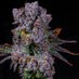 Weed plug USA (@weedtexasp) Twitter profile photo Weed plug USA (@weedtexasp) Twitter profile photo