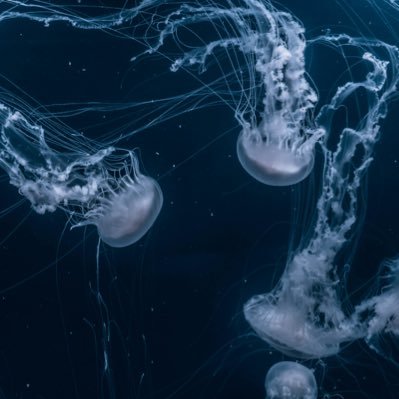 kaytie_118's profile picture. 22 || Bi - She/Her || ✨HOLLANOV✨