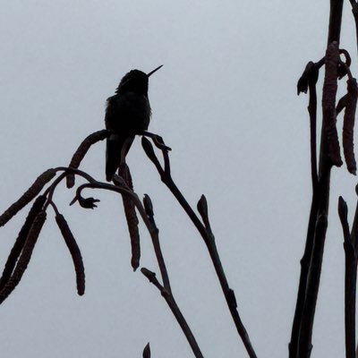 KayNordling's profile picture. Tweets are my own