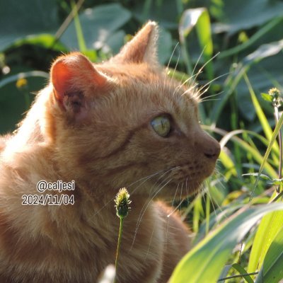 ほぼ猫写真■うちのコは2匹■他は地域猫など■動画はhttps://t.co/blL3DGAT9v■https://t.co/sIuhD5hnZ6■グッズはhttps://t.co/hkzTr4hp3E