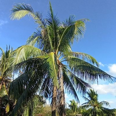 julie_d30671's profile picture. 