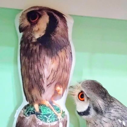 今の夢💓💞アフコノさん🦉お迎え✨🩷
ふくろう🦉さん💓💞文鳥さん🫶🏻︎💕ありやま❤️🧡Red.Y❤️2023/10.01🦉💗
正義の⚖️
2023/01.29⟡.·*.🩷2025/02.09✩.*˚🧡❤️
2025/06.14✩.*˚🌍🥄2025/06.22✩.*˚❤
高円寺の奇跡🩷❤