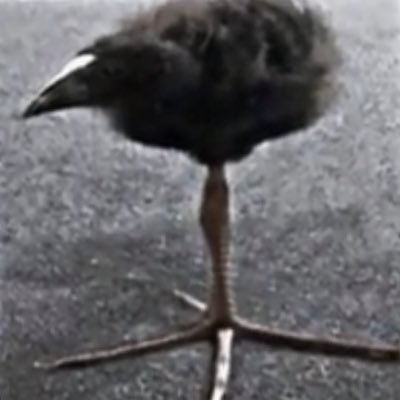 Malick14484870's profile picture. your average stranger