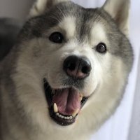 wan (@25kunkunkun) 's Twitter Profile