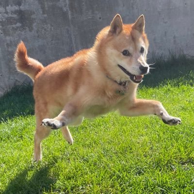 あんなことやこんなことがあったイヌちゃんとネコちゃんとの愉快な暮らし。 本業はトリマー。ドッグトレーニングのお勉強もしていたりいなかったりハズバンダリ。リプできないこと多めです。 すんません!