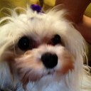 Roberto Pedroso - @roberto140176 - Twitter