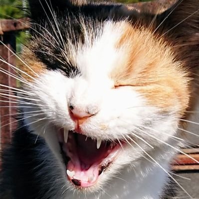 生きる楽しみを探す猫😺
クレー射撃🥏/狩猟🦌🐗/プラモ🤖/家庭菜園🍅🍆
※DMは緊急時のみお願い致します✉️