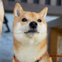 お柴のゴン (@mamegong) 's Twitter Profile