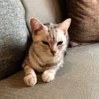 Sothay (@sothay256790) 's Twitter Profile