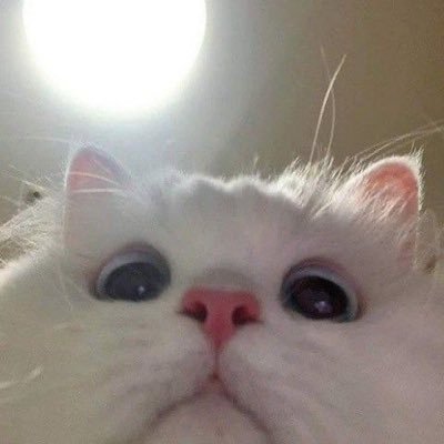 hello’s 👋🏻 i’ll love reads & writter ☁️ ( cat addict 🐈 ) nice to know u! ⭐️ — bussines && pers :p