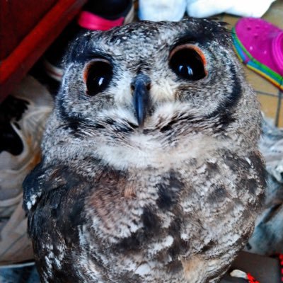 sala1999ch's profile picture. 社会人。 ヨーヨーやってます、5A。VAPE ダーツ I love owl テトさん、クイさん、トトさん、ヒンさんありがとう。 HIMEHINA最高 ジョジ民 Ado民