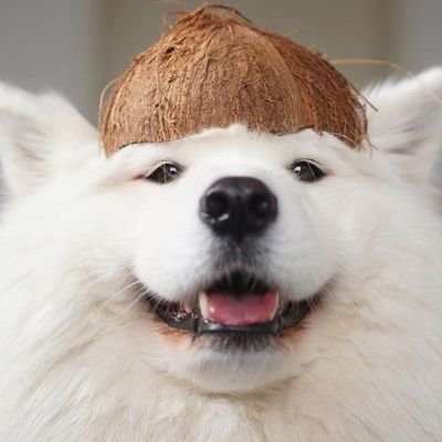 Dwiki2380's profile picture. crypto analyst//ambasador//moderator