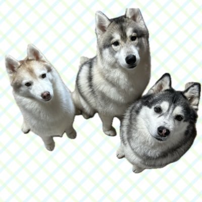 すず♀2016.11.1生まれ♀(🏠2016.12.22)ゆず♀2018.02.16(?)生まれ♀(🏠2017.10.22)テズ♂2023.09.12生まれ♂(🏠2024.02.24)シベリアンハスキー3頭との新生活!