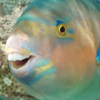 mik 🐟💦 (@kul_sewk) 's Twitter Profile Photo mik 🐟💦 (@kul_sewk) 's Twitter Profile Photo