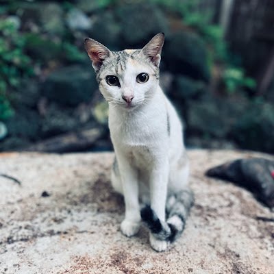 AkshayD53534's profile picture. 