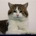 Larry cat (@larrycat549511) Twitter profile photo Larry cat (@larrycat549511) Twitter profile photo