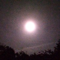 tsuki (@tsuki_comet) 's Twitter Profile