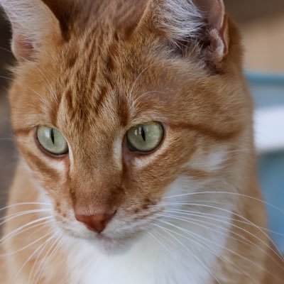 art_teacher_pic's profile picture. Willie is very ill. This is all going to change.