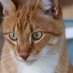 William, the Orange Cat & Pics (@art_teacher_pic) Twitter profile photo William, the Orange Cat & Pics (@art_teacher_pic) Twitter profile photo