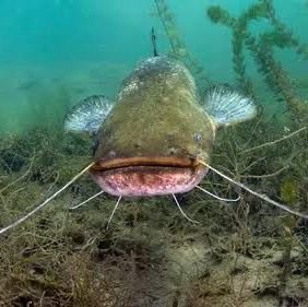 ciscake21's profile picture. 