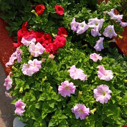 23bcomh13498044's profile picture. CMA Intermediate