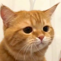 adi (@aaaahdiiii) 's Twitter Profile