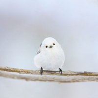 ぺぺ (@mkcarun222) 's Twitter Profile